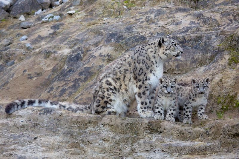 Illustration for article titled There's No Leopard Like SNOW Leopard!